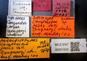 Media type: image;   Entomology 21525 Aspect: labels